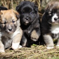 Portée 1 Vicky-Molky